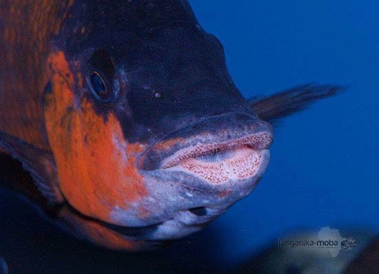 Petrochromis sp. 'red' Mahale Mountains NP